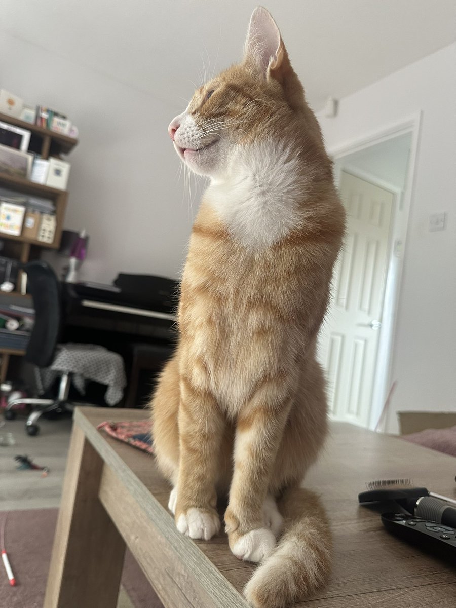 musicanlis's tweet photo. @Number10cat Meet Hendricks, nearly 3 years old, and likes the camera… this is his good side 😂 Happy International Cat Day #InternationalCatDay https://t.co/YeqvBpb92o