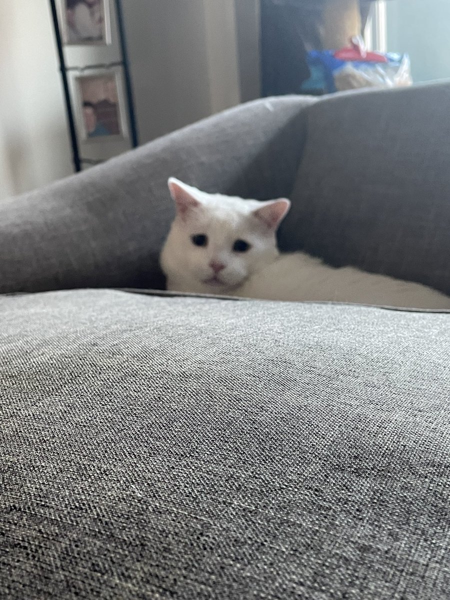 phoenixblur's tweet photo. Happy International cat day from Toast and Waffles! ๐งก๐ค
#internationalcatday2024 #CatsOfTwitter #BreakfastBoys https://t.co/nOcyIFkVIb