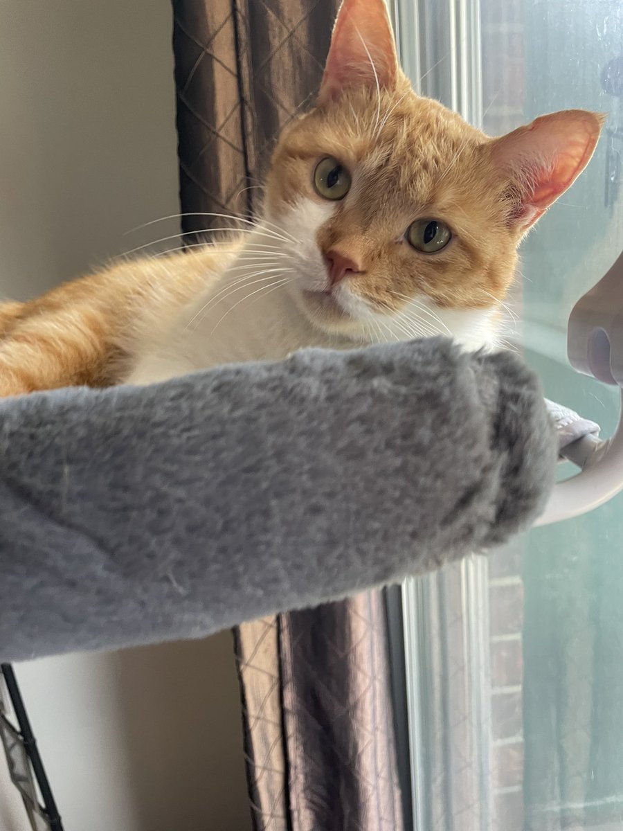 phoenixblur's tweet photo. Happy International cat day from Toast and Waffles! ๐งก๐ค
#internationalcatday2024 #CatsOfTwitter #BreakfastBoys https://t.co/nOcyIFkVIb