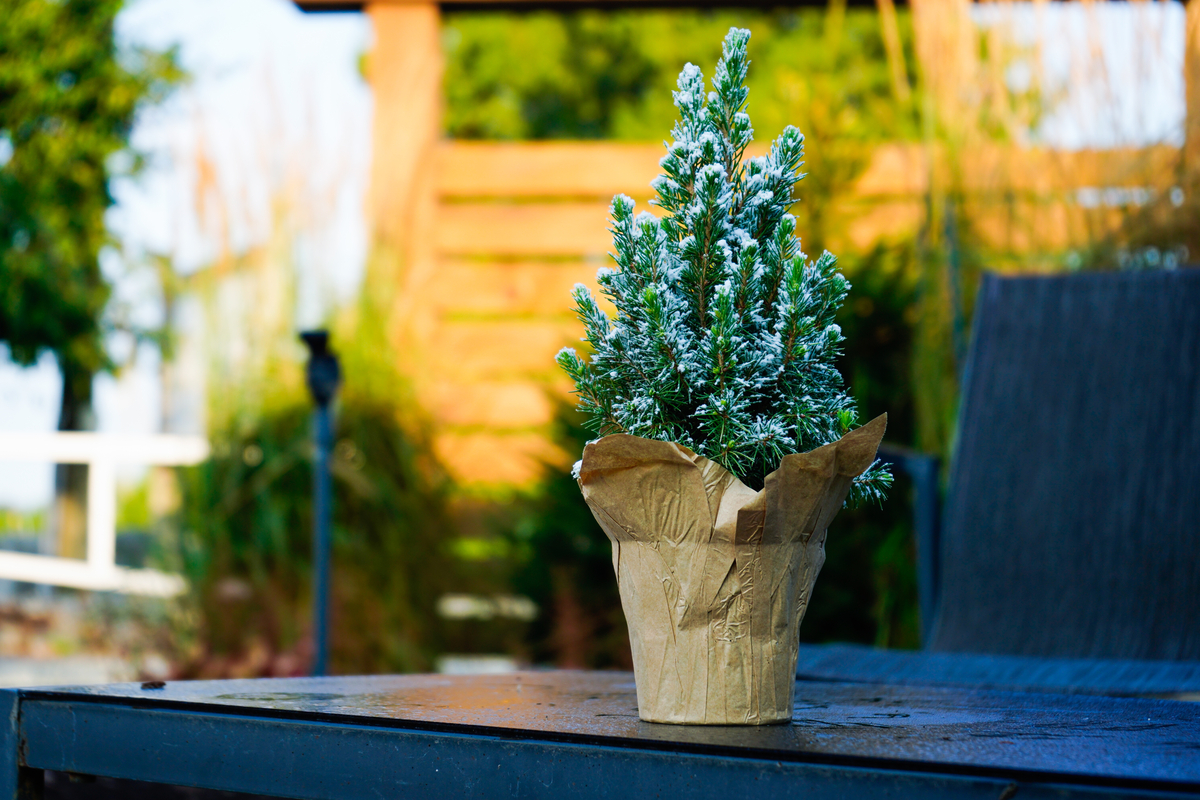 Qualitree tweet media