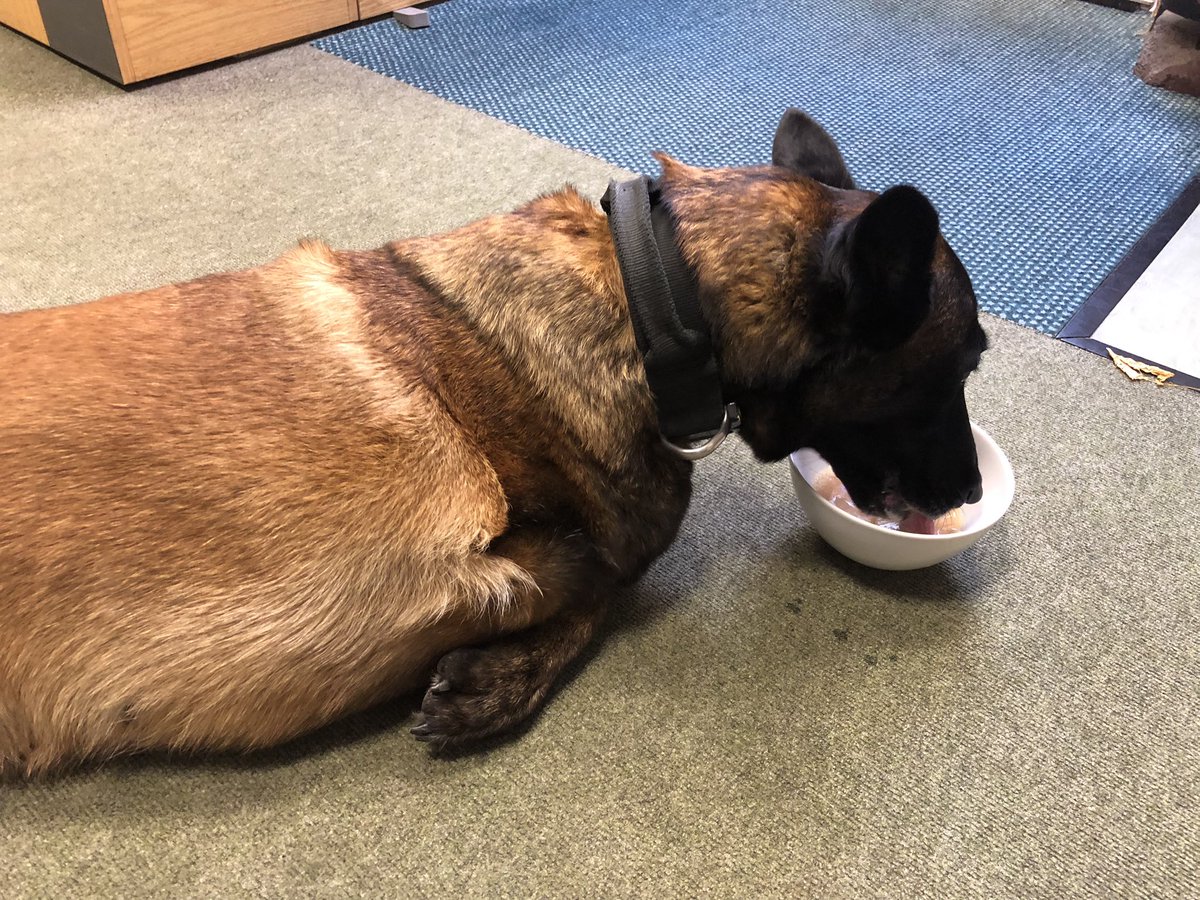 Chappers2013's tweet photo. My day with @PBaloo
Part 2
We had a cuppa with #rpdriley Dad and heard how all the tech is going π€©
Met the reception team and some others #spreadingsmiles π
#wellbeingdog
@OscarKiloNine
@OscarKiloUK https://t.co/wURoEYepFY