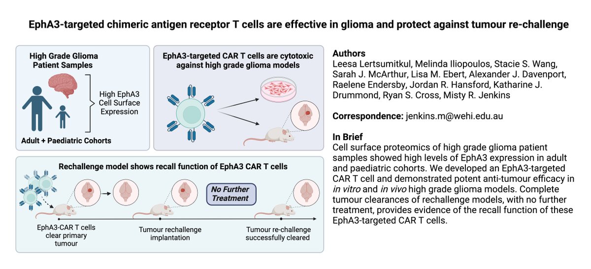 Journal for ImmunoTherapy of Cancer (@jitcancer) on Twitter photo New #JITC article: EphA3-targeted chimeric antigen receptor T cells are effective in glioma and generate curative memory T cell responses bit.ly/4cirSYp <a href="/lisamebert/">Lisa Ebert</a> <a href="/auscancadoc/">Jordan R. Hansford</a> <a href="/DrMistyJenkins/">Misty Jenkins AO</a> New #JITC article: EphA3-targeted chimeric antigen receptor T cells are effective in glioma and generate curative memory T cell responses bit.ly/4cirSYp <a href="/lisamebert/">Lisa Ebert</a> <a href="/auscancadoc/">Jordan R. Hansford</a> <a href="/DrMistyJenkins/">Misty Jenkins AO</a>