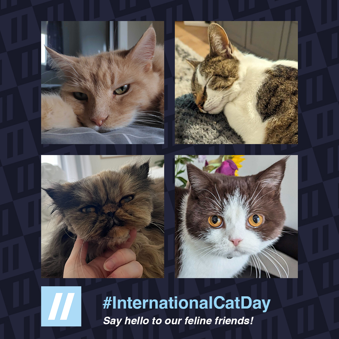 LucidGamesLtd's tweet photo. Team Lucid are celebrating their feline friends this #InternationalCatDay 😽 

Our Lucid Pets @SlackHQ channel is overflowing with love and some pretty cute pictures, that we just had to share with you! 

How are you celebrating your purr-fect friends today? 🐾 

#catday https://t.co/XJhDvo8wja