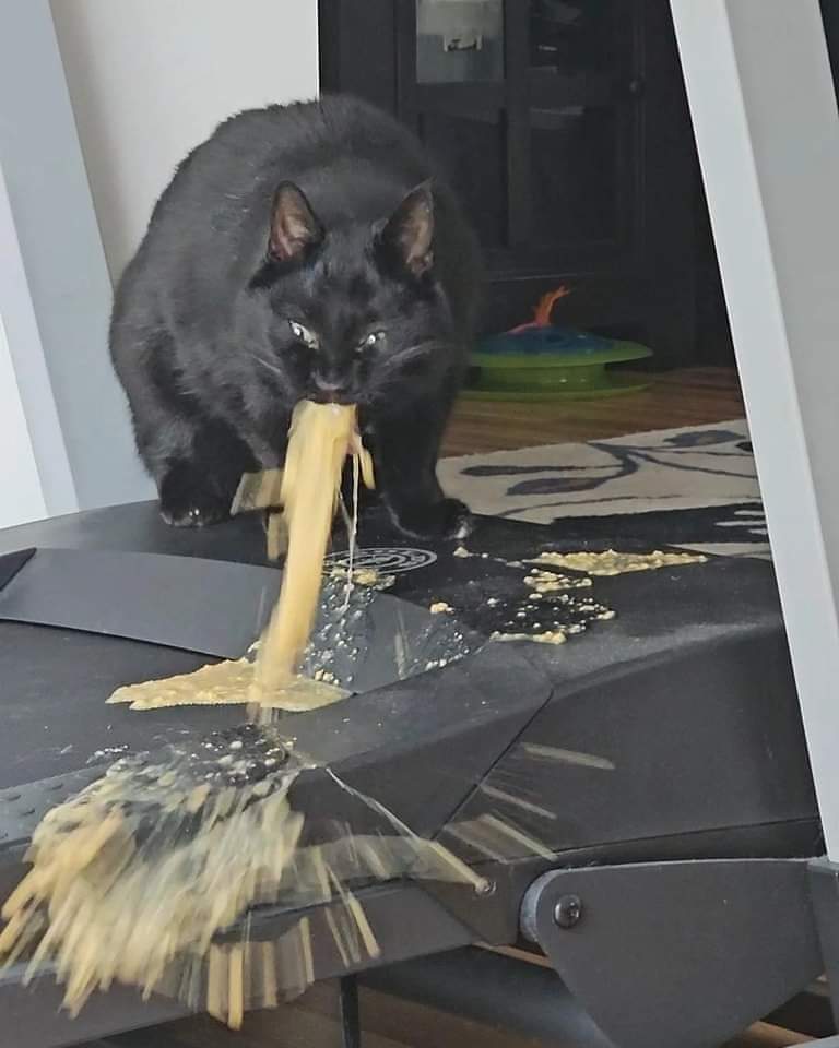 Feliz día del gato 😺✨