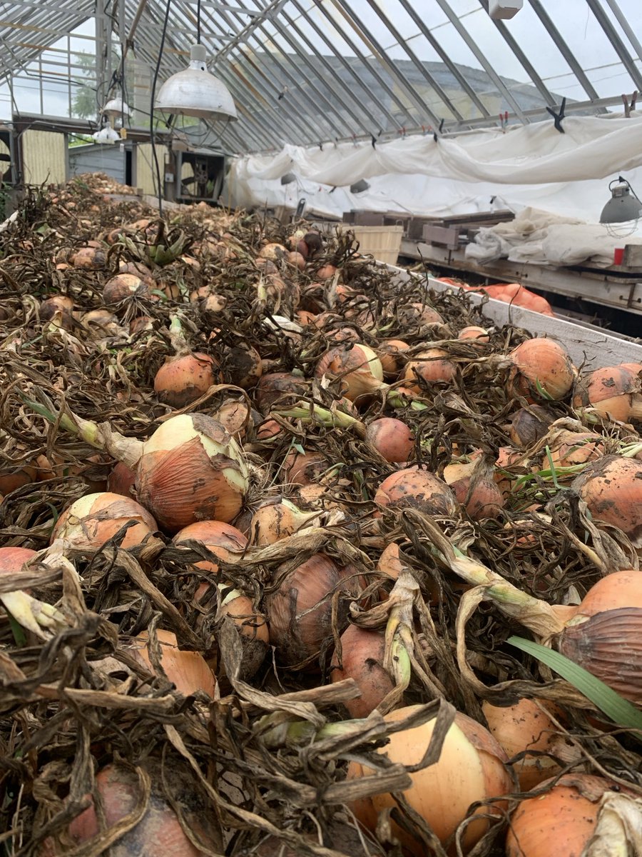 Spanish onions on the drying rack..