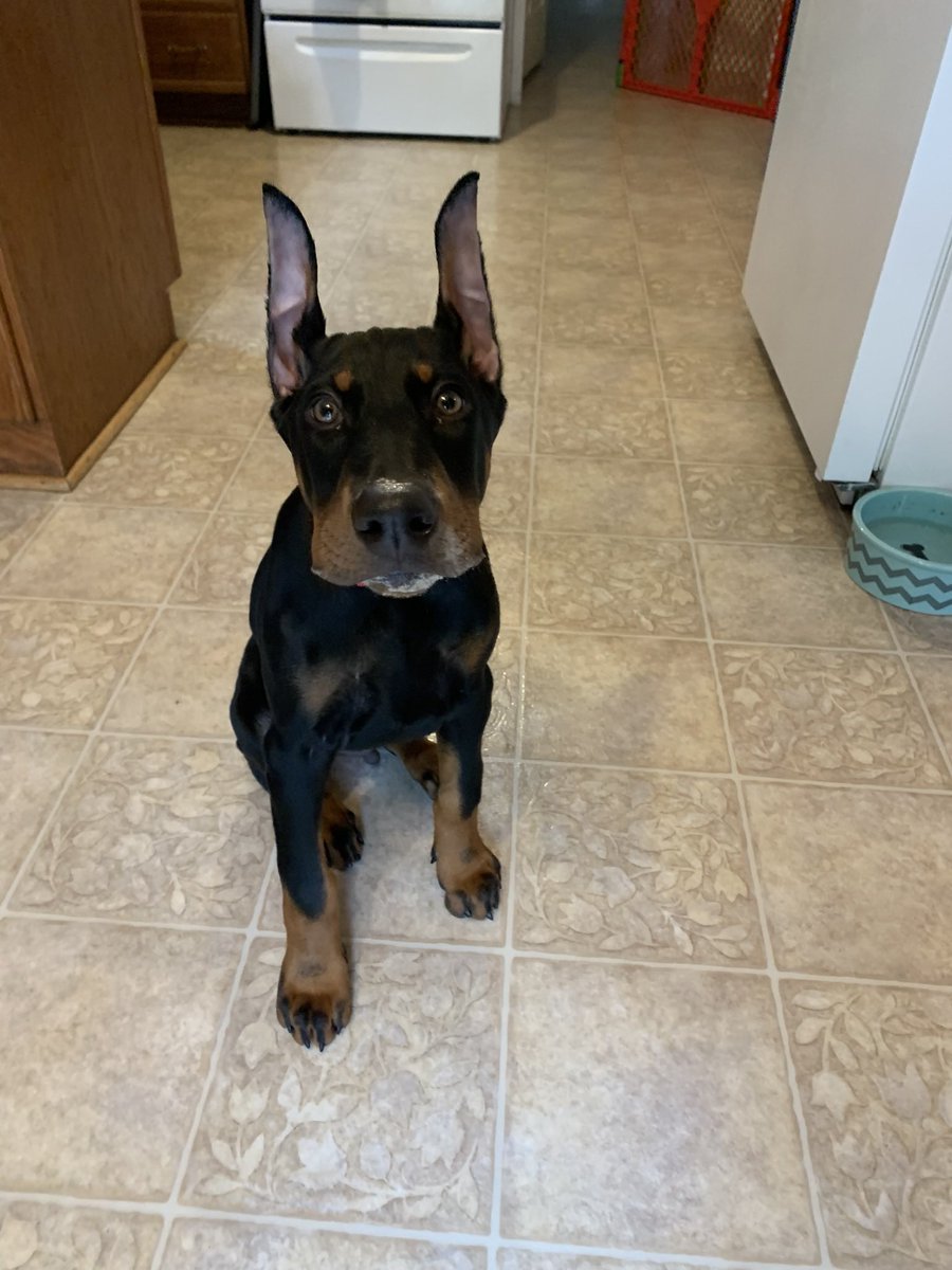 Dex_thedobie's tweet photo. Hi I just stole yogurt and made a little mess https://t.co/hilTXqS7YE