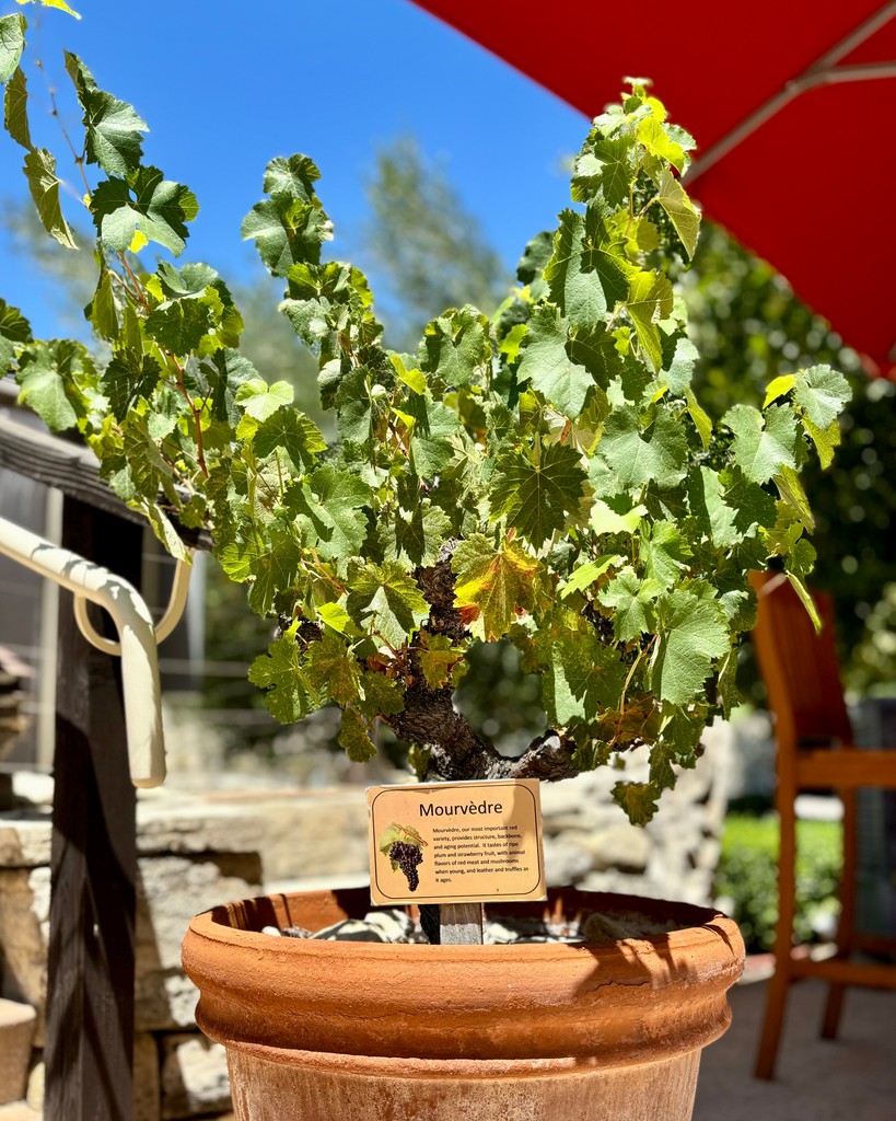 Tablas Creek tweet media