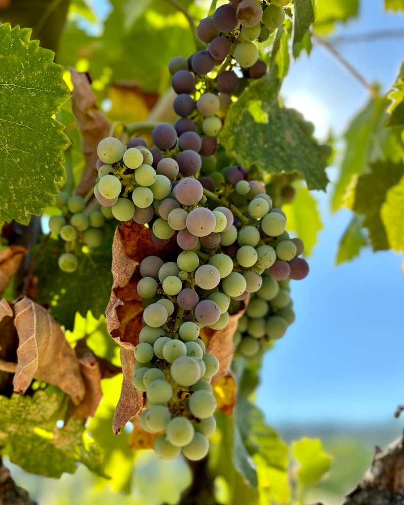 Tablas Creek tweet media