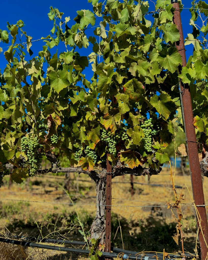 Tablas Creek tweet media