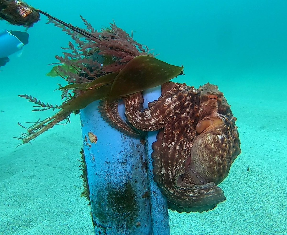 Fanequeiro's tweet photo. In the project #ECOSUMA we @IIM_CSIC tracked a local population of common #octopus using #acoustictelemetry techniques to understand its movement and behaviour ecology inside National Park waters in NW Spain
#Tech4Wildlife @WILDLABSNET https://t.co/Z4hkmrkuaY