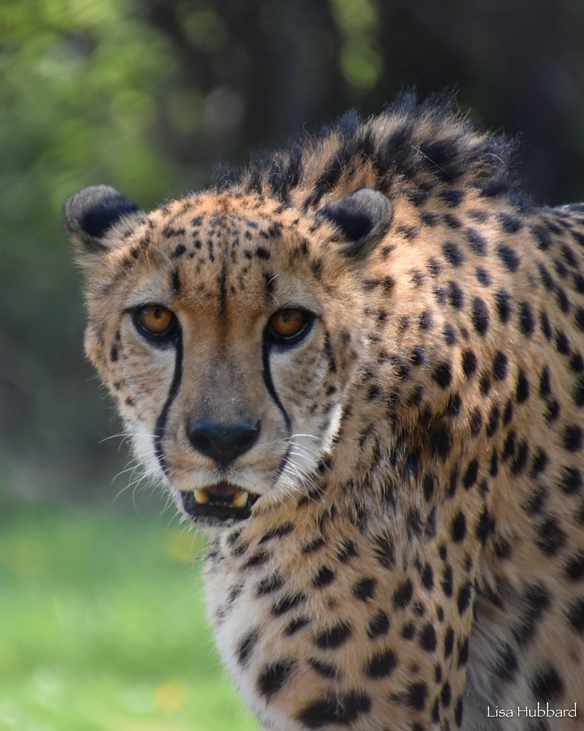 Cincinnati Zoo tweet media