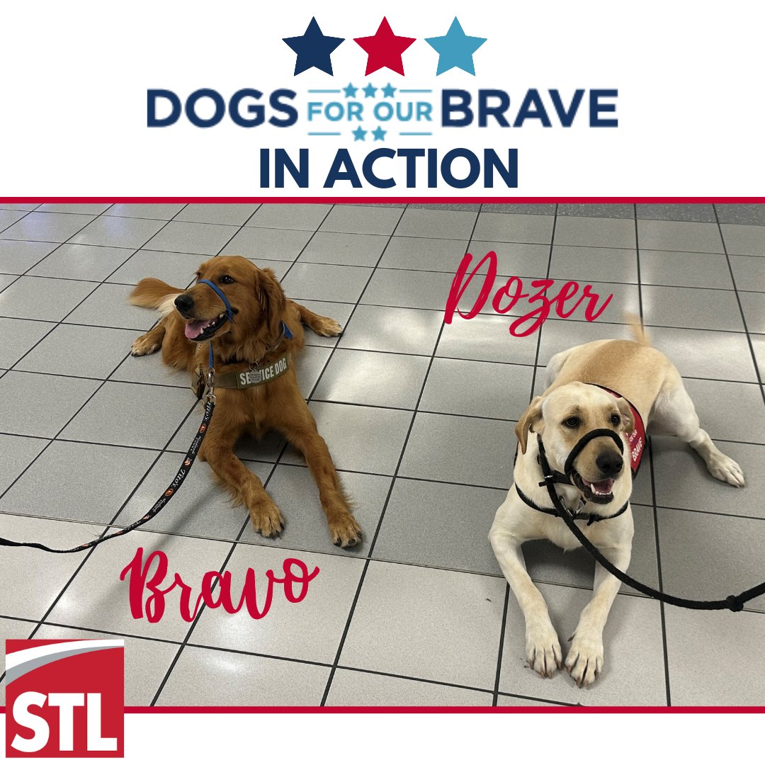 flystl's tweet photo. STL welcomed Bravo and Dozer with Dogs For Our Brave to the airport today. Bravo is preparing for his first flight and Dozer joined him in training. Well done and good luck!!
@DogsForOurBrave
#FLYSTL #DogForOurBrave #dogsintraining #veterans #servicedogs #DFOB https://t.co/PUeypww28C