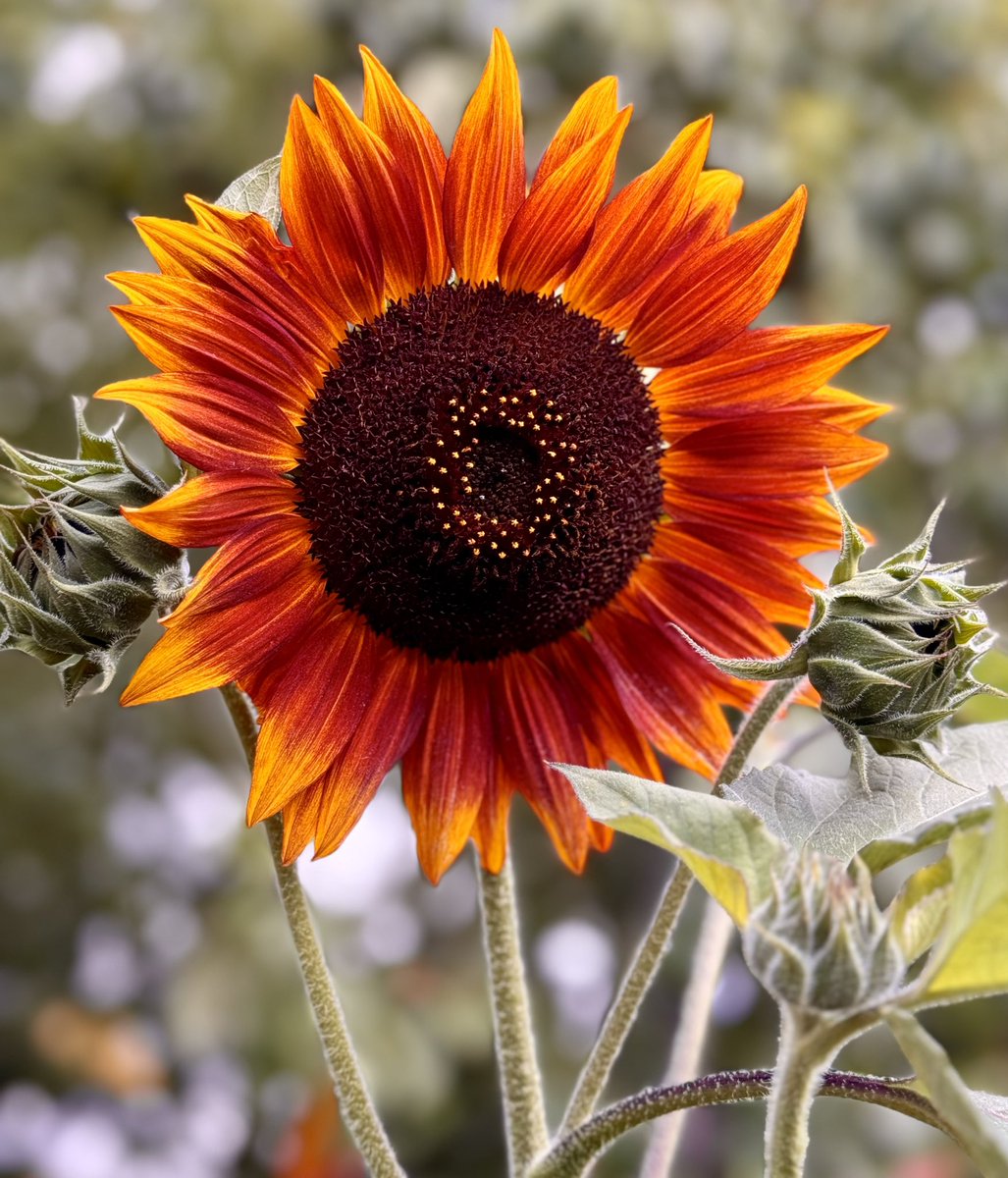 Urbanponds101 tweet media