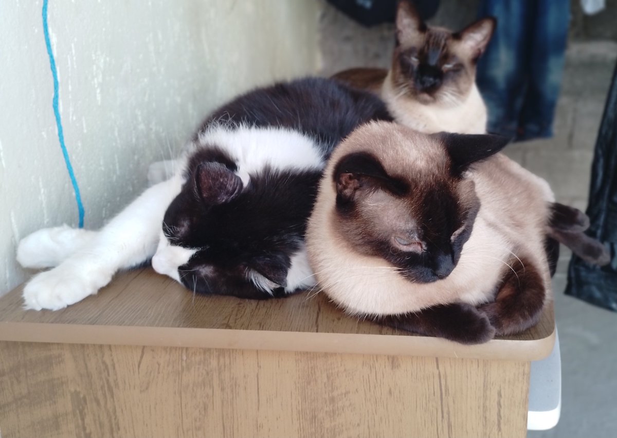 najaherrera's tweet photo. #balancogeral turma da pesada: Klaus, Nick e mel https://t.co/lWVe7mIokQ
