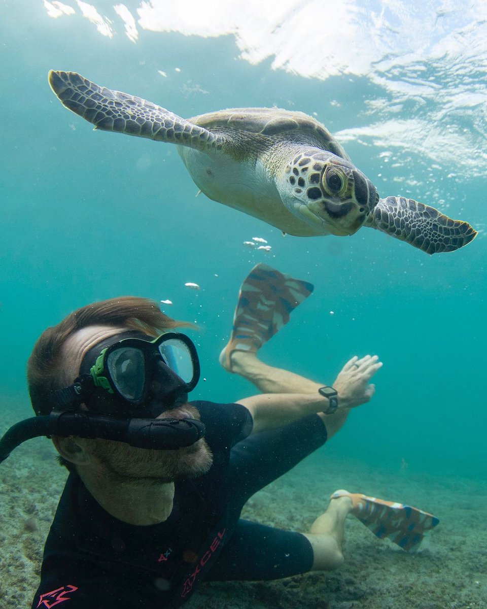freestyle_watch's tweet photo. Turtle-powered and Freestyle fresh! 🐢🌊 #applewatchstrap #applewatchband #watchaccessories #watchstrap #watchband #applestrap #freestylewatches #seaturtle #seaturtles #seaturtleconservation #seaturtlelove #underwaterphotography https://t.co/QWO2dVEjKH https://t.co/yLQFdugPyS