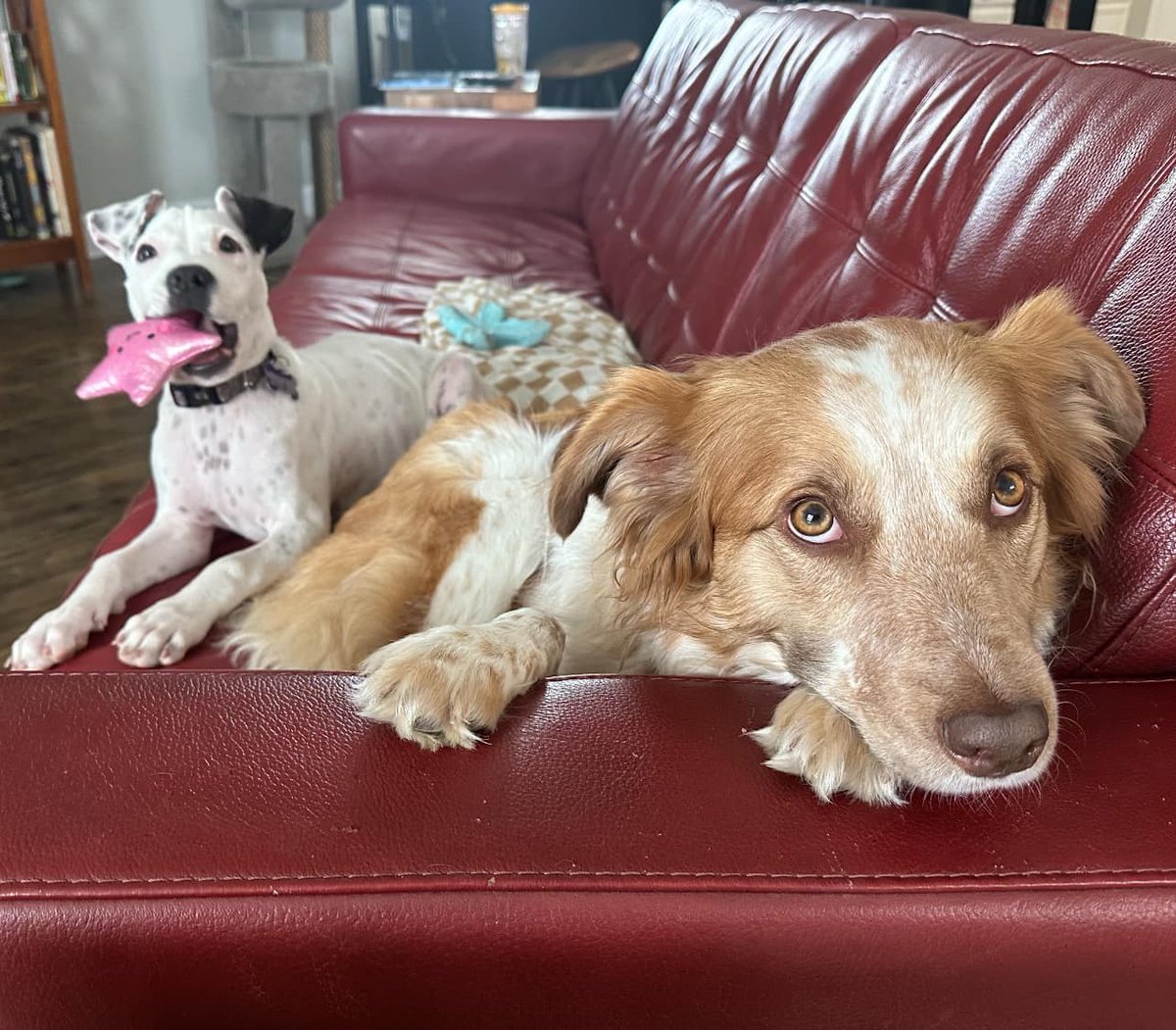 Dallas Dog - Rescue.Rehab.Reform tweet media