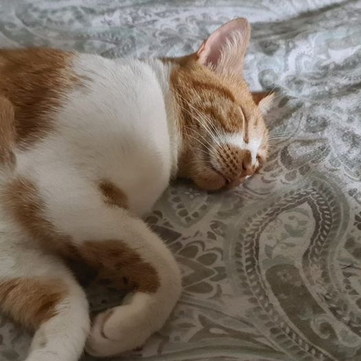 ZarpasyColmillo's tweet photo. ✨️ ATICA ✨️
Atica sueña cada día con encontrar a esa familia que la quiera. Si buscas una gatita buena pero que te dé tu espacio, ¡Atica podría ser tu opción!
Escríbenos 😉
#atica #gata #adopta #adoptanocompres #mascota #madrid #protectora #animal #zarpasycolmillos https://t.co/YVQy4KcdZ7