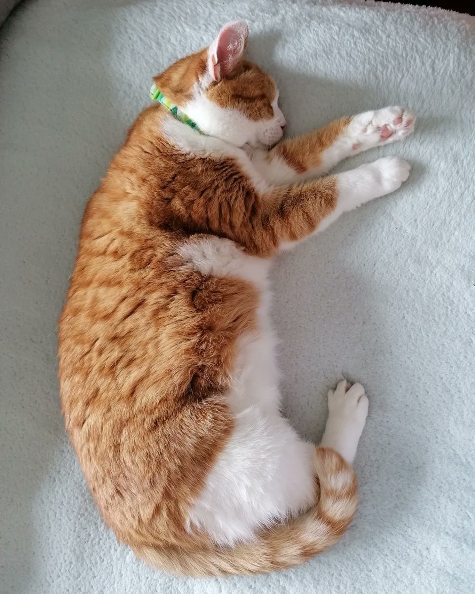 Cosmo363's tweet photo. My girl doing what she loves best... eating biscuits, lots of sleeping, and sniffing coke! 😹🧡🥰 #internationalcatday
https://t.co/KtxHsgUlBe https://t.co/JOmQ0FW3Ts