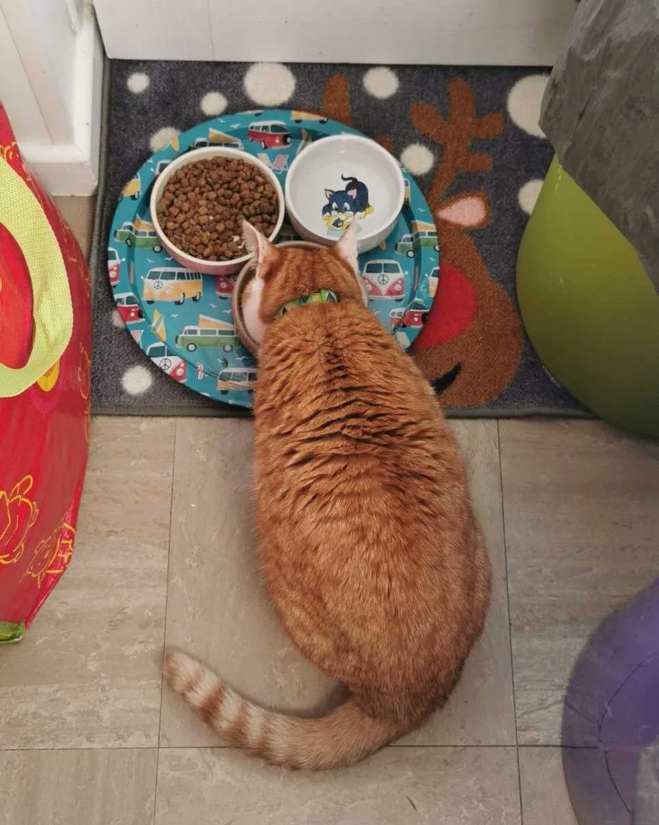 Cosmo363's tweet photo. My girl doing what she loves best... eating biscuits, lots of sleeping, and sniffing coke! 😹🧡🥰 #internationalcatday
https://t.co/KtxHsgUlBe https://t.co/JOmQ0FW3Ts