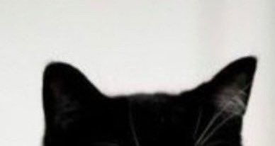 yewon's tweet photo. happy international cat day 🐈‍⬛🐈 https://t.co/qSUqgnAMFh