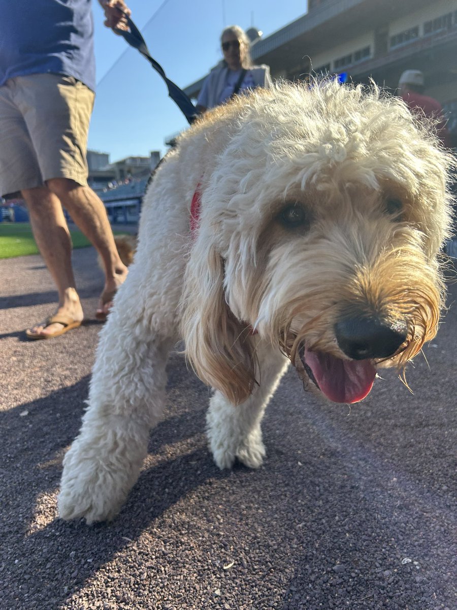 Buffalo Bisons tweet media