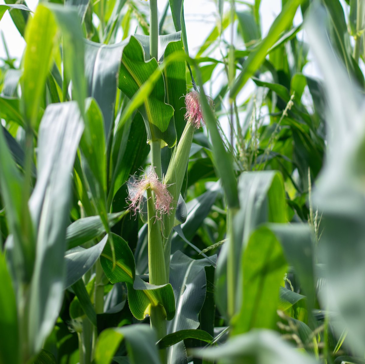 JepthaCreed's tweet photo. Each year we plant Heirloom Corn behind our barrel barns on our distillery property. This year we planted Bruce’s Blue Heirloom Corn, which we use in our Red, White &amp; Blue Bourbon mash bill along with Bloody Butcher and Heirloom White! #GroundtoGlass https://t.co/eDuzlABKE7