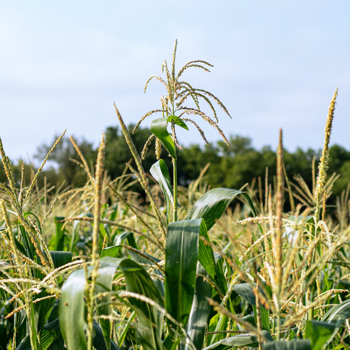 JepthaCreed's tweet photo. Each year we plant Heirloom Corn behind our barrel barns on our distillery property. This year we planted Bruce’s Blue Heirloom Corn, which we use in our Red, White &amp; Blue Bourbon mash bill along with Bloody Butcher and Heirloom White! #GroundtoGlass https://t.co/eDuzlABKE7