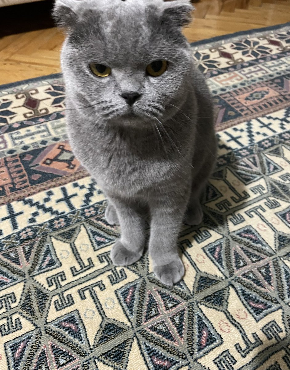 Tufanim's tweet photo. .
Dünya kedi günüymüş.
Bu da bizim gofret.
Kedi mi mafya tetikçisi mi belli değil.
Sürekli “bi mesele var, iki dakka dışarı gel de konuşalım” modunda.

[Gitmezsen, bilgisayar kablosunu kemiyor manyak]

#kedi 
#kedigünü https://t.co/dx6Hszk29H