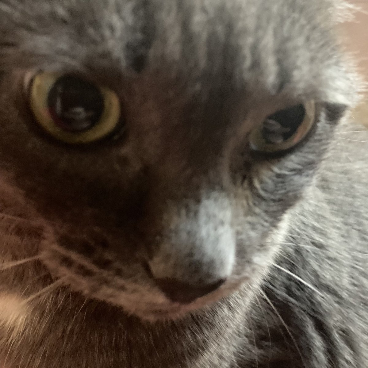 Happy #InternationalCatDay from my StormyGirl. #childlesscatlady