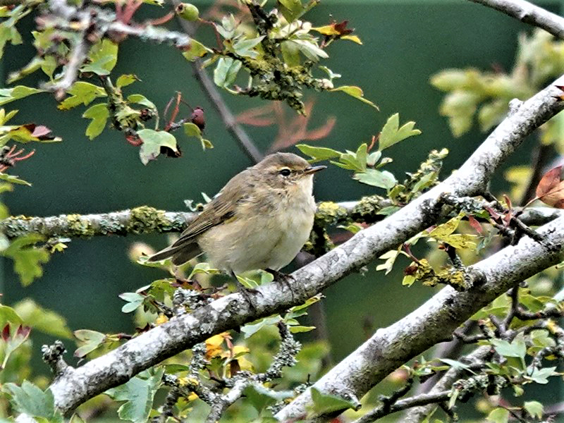 Here are Ed Wilson's sightings from today at Priorslee Lake and The Flash, Telford, Shropshire <a href="/sosbirding/">ShropshireBirdingNews</a> <a href="/BC_WestMids/">West Midlands Butterfly Conservation</a> <a href="/My_Wild_Telford/">My Wild Telford</a> <a href="/BTO_Shropshire/">BTO Shropshire</a> <a href="/ShropBotany/">Shropshire Botany</a>

Today's Photo: A Chiffchaff

friendsofpriorsleelake.blogspot.com/2024/08/8-aug-…