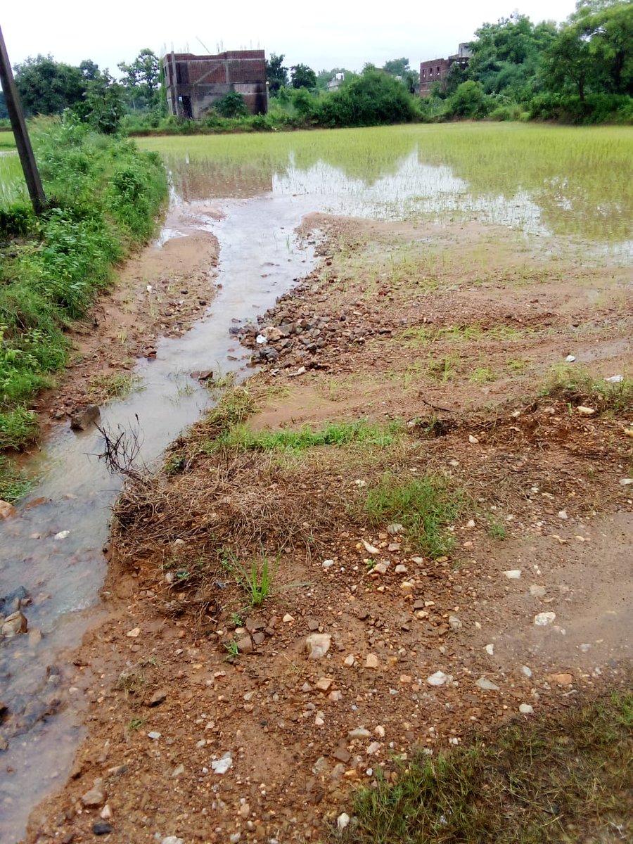 BNPanda20's tweet photo. The Gochar Land of Champamal converted to mini stadium Birmaharajpur with no drainage system. The excess rain water is demaging the rice cultivation. Competent Authority is requested to take necessary action. @DM_Subarnapur @bdo_bmpur @KVSinghDeo1 @CMO_Odisha @PMOIndia https://t.co/qoxx7S1EcL