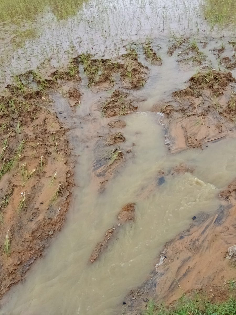BNPanda20's tweet photo. The Gochar Land of Champamal converted to mini stadium Birmaharajpur with no drainage system. The excess rain water is demaging the rice cultivation. Competent Authority is requested to take necessary action. @DM_Subarnapur @bdo_bmpur @KVSinghDeo1 @CMO_Odisha @PMOIndia https://t.co/qoxx7S1EcL