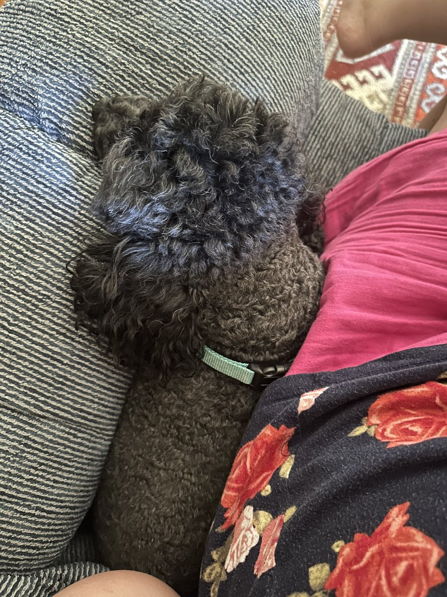 I have decided being squished next to mom in a chair is the best thing. It’s so comfy…..for me. Which is what’s most important. - Noir #twinsiesontwitter