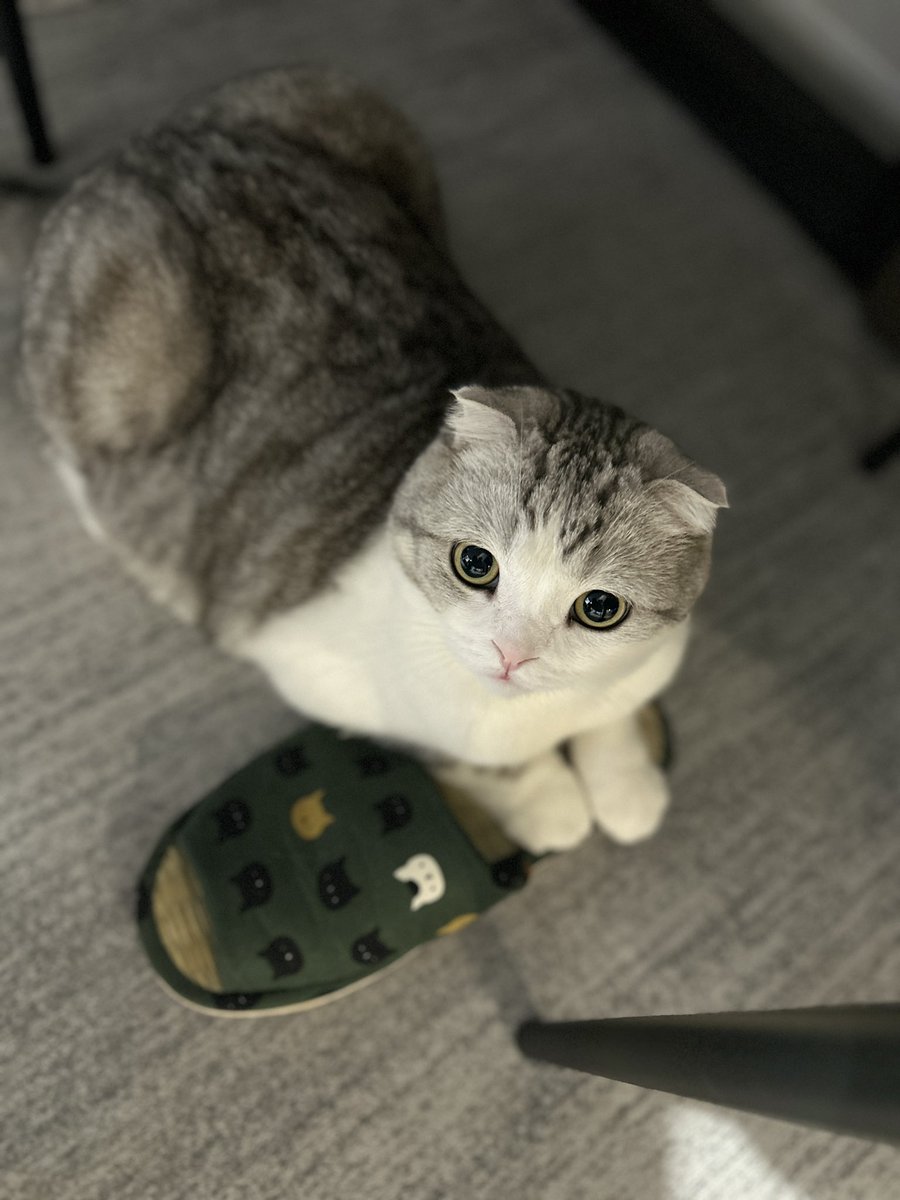 じゃこ tweet media