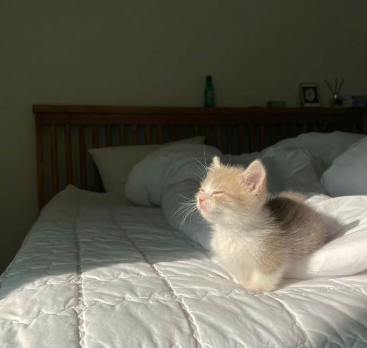 Catsillyness's tweet image. Enjoying the sunlight