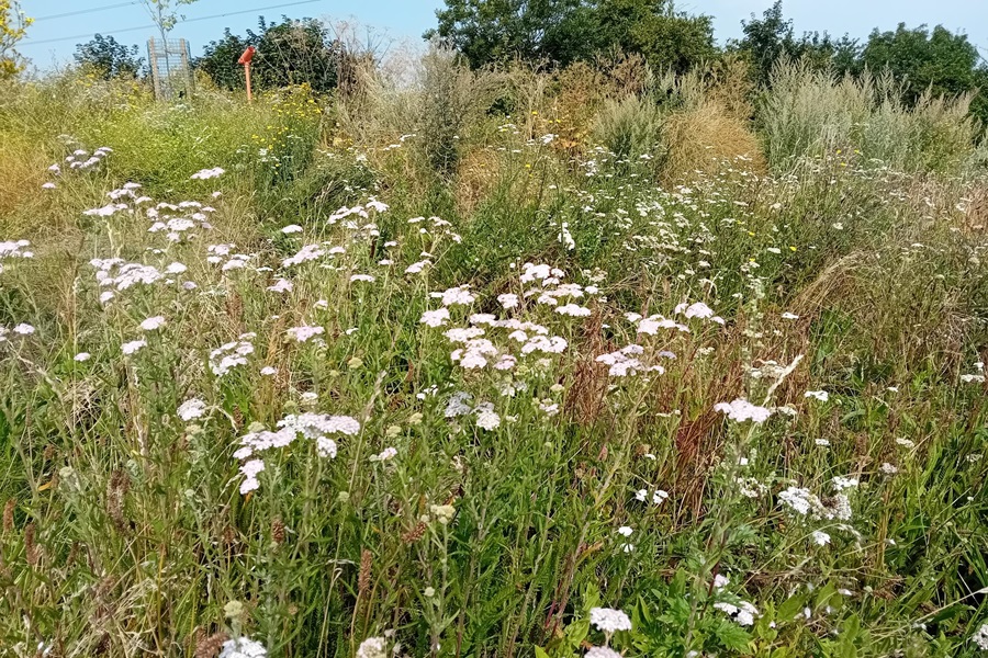 It's your last chance to enjoy Waltham Forest's many wildflower areas before they're cut back for autumn.

Join our passionate Biodiversity Action Team and help wildlife in our parks, woodlands and open spaces 👉 orlo.uk/AJlbe