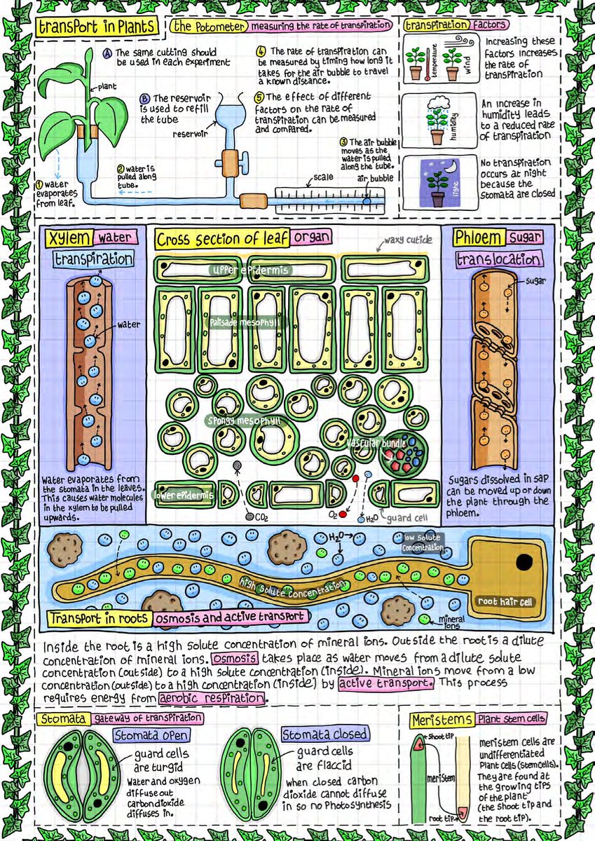 Transport in plants 👀