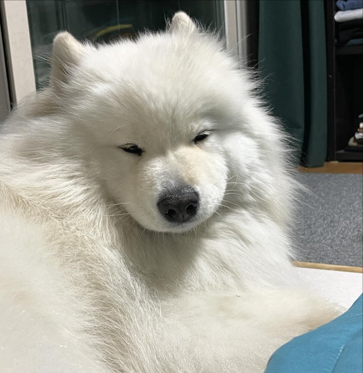 dogs so cute that could save the world (@dogssaveworld) on Twitter photo 