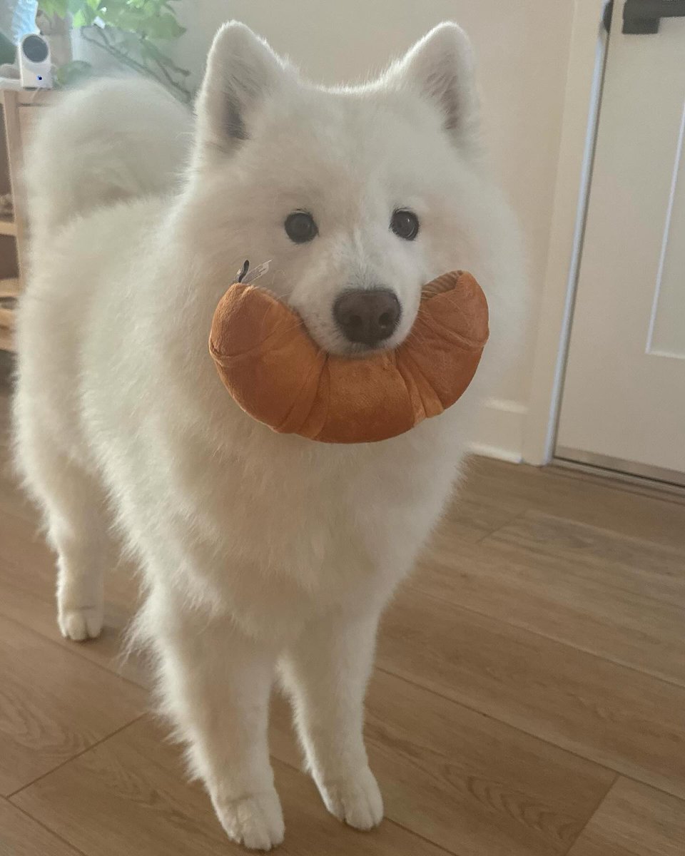 dogs so cute that could save the world (@dogssaveworld) on Twitter photo 