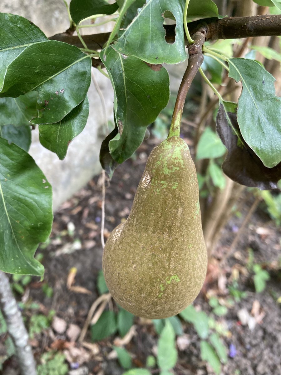 e_ducator's tweet photo. It seems as though, after many years of trying, I’ve finally grown a pear… Given all the rubbish on here lately thought I’d share a success. #shareasuccess https://t.co/5d4iyZGOr5
