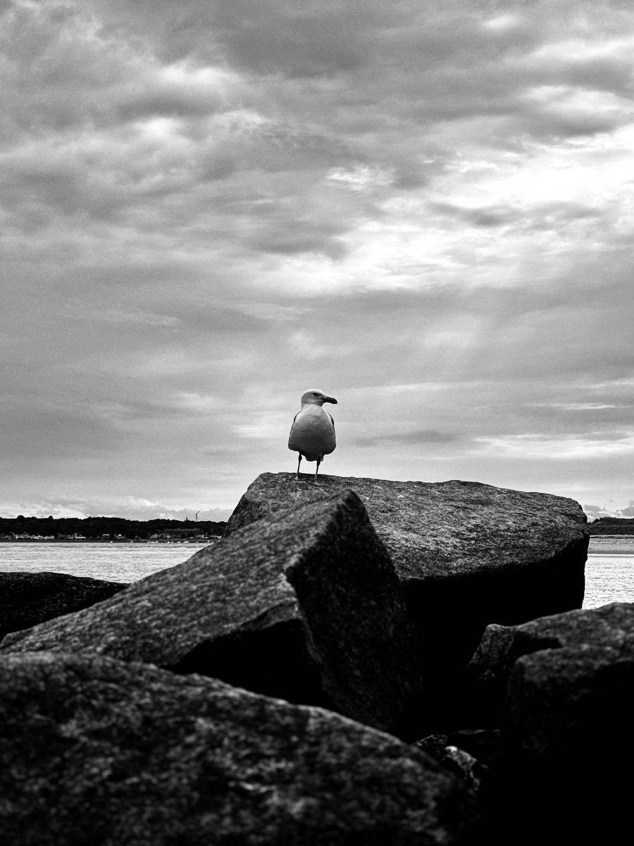 Brianflhx's tweet photo. Vacation week #vacations #newenglandbeach #seagull 
#minemine https://t.co/2BChHnjRhT