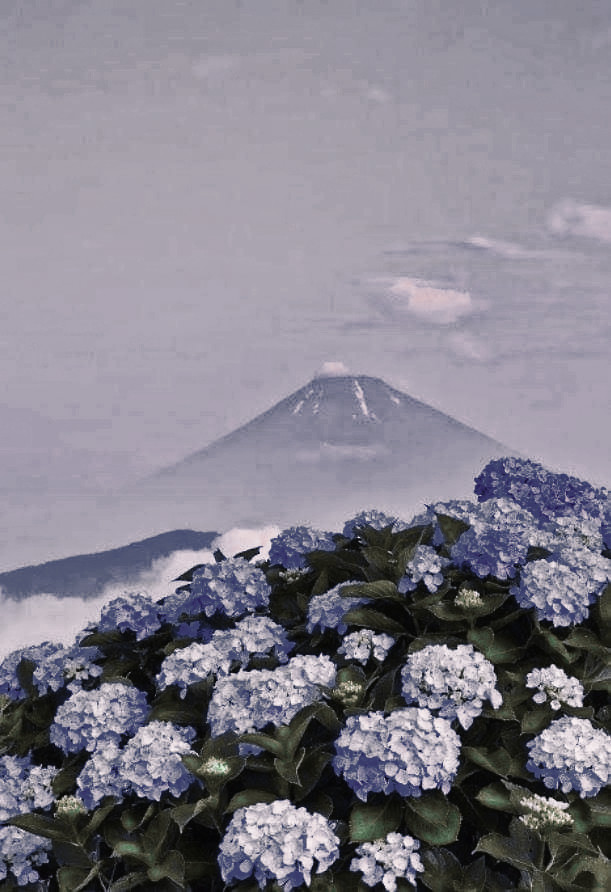 ㅤㅤㅤㅤ☀︎⋆ 𝕳ᴀᴘᴘʏ 𝕭ɪʀᴛʜᴅᴀʏ 𝓜𝗼𝗻 𝗣𝗘𝗧𝗜𝗧 𝗦𝗨𝗡𝗦𝗛𝗜𝗡𝗘. ❥♡
ㅤㅤㅤㅤㅤㅤ(©: ˢᵂˢ_ᴼᵂᴼ ᴼᴺ ˣ)

ㅤㅤㅤHoy, era un día especial para el Shinazugawa. Muy temprano ha salido de la finca de su hermano con varias cosas en manos; para ellas tuvo que tomar una +