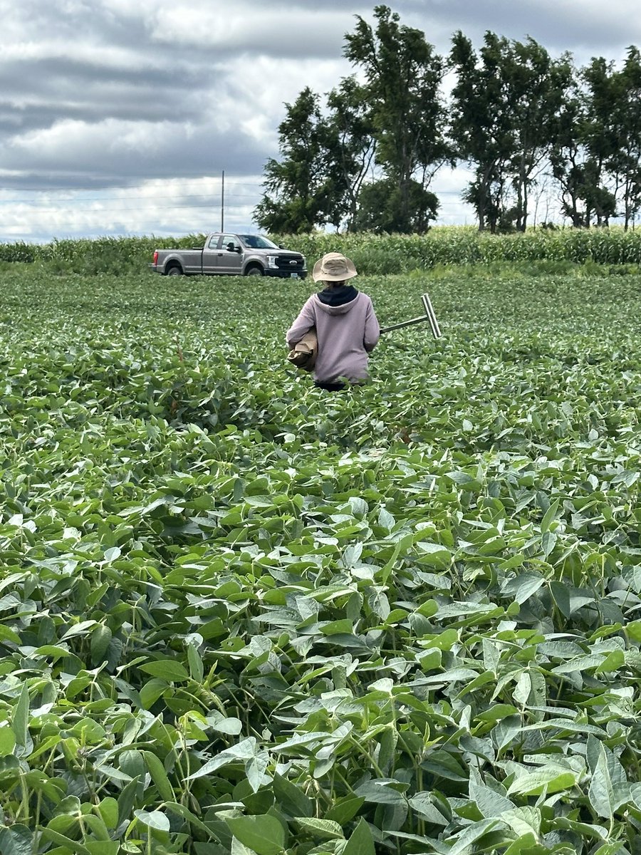 daynetallier's tweet photo. Over waist high #soybeans in SE ND!

2/4 sites done for root sampling in the 2024 field season. Now back to the lab to look at #AMF colonization 😎🔬 https://t.co/WerfxZUTXH