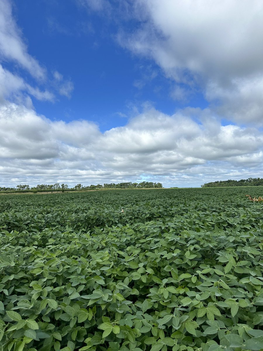 daynetallier's tweet photo. Over waist high #soybeans in SE ND!

2/4 sites done for root sampling in the 2024 field season. Now back to the lab to look at #AMF colonization 😎🔬 https://t.co/WerfxZUTXH