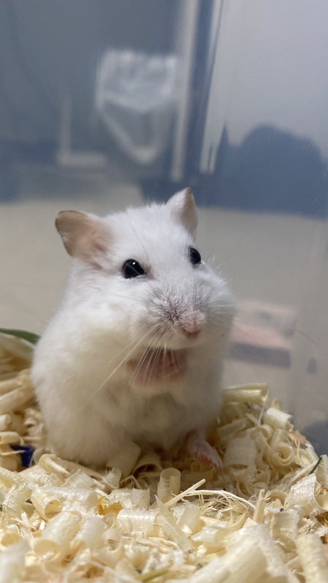 미선씨 tweet media