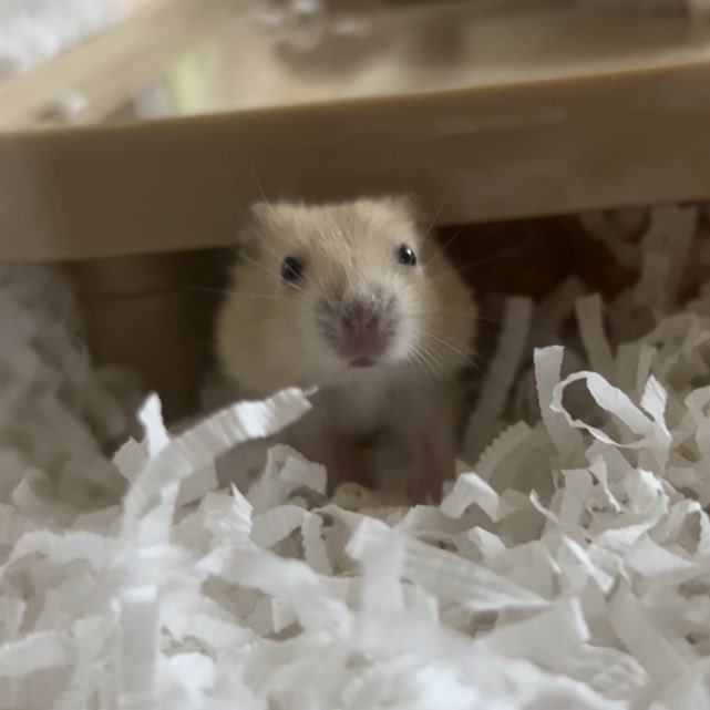 미선씨 tweet media