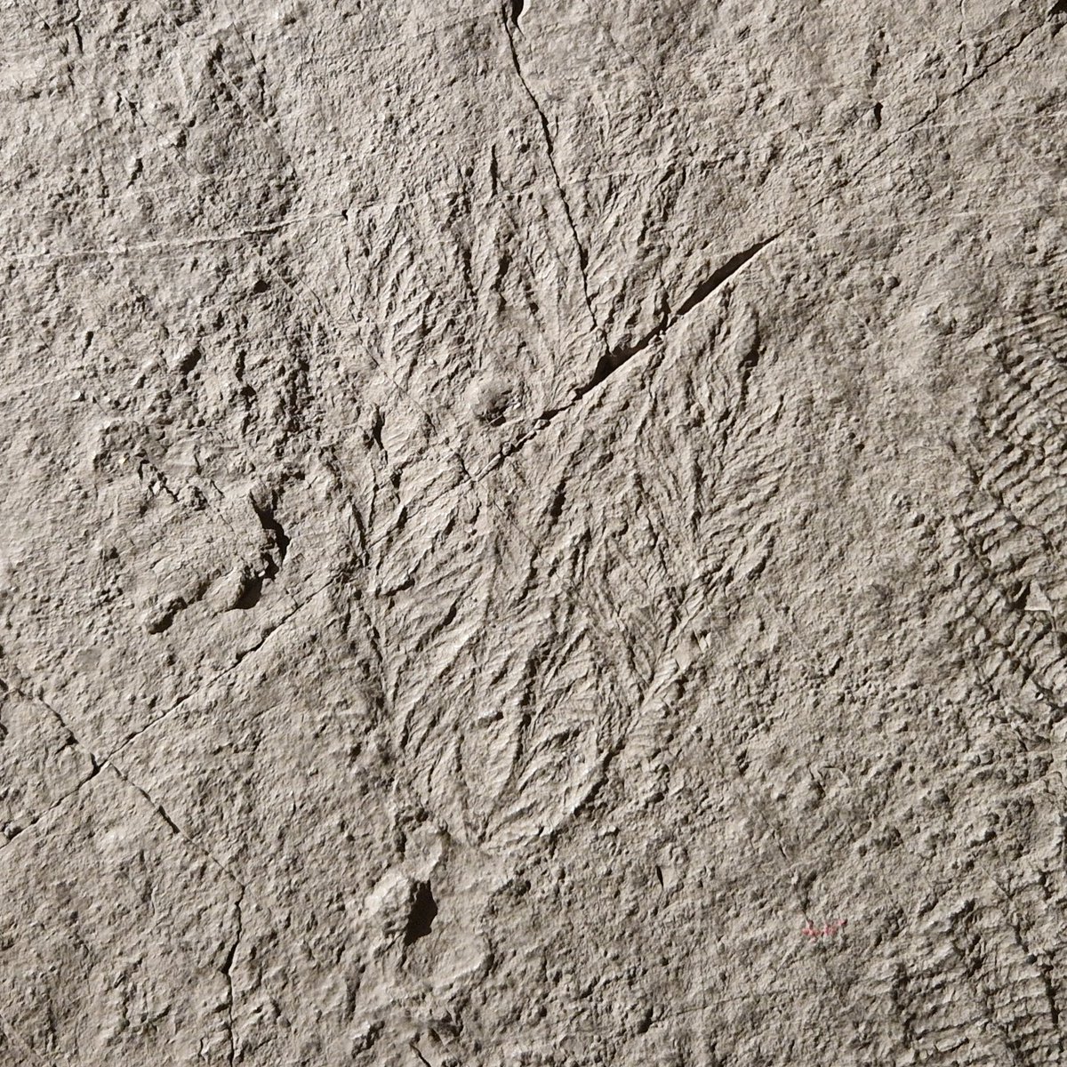 This subtle feather-like impression in the rock is the 560 million year old fossil Bradgatia linfordensis - named after <a href="/BradgatePark/">The Bradgate Park Trust</a>🦌 and Newtown Linford🏘️

Bradgatia is one of the oldest known animal fossils, and was first described in #CharnwoodForest! 🌳

#FossilFriday