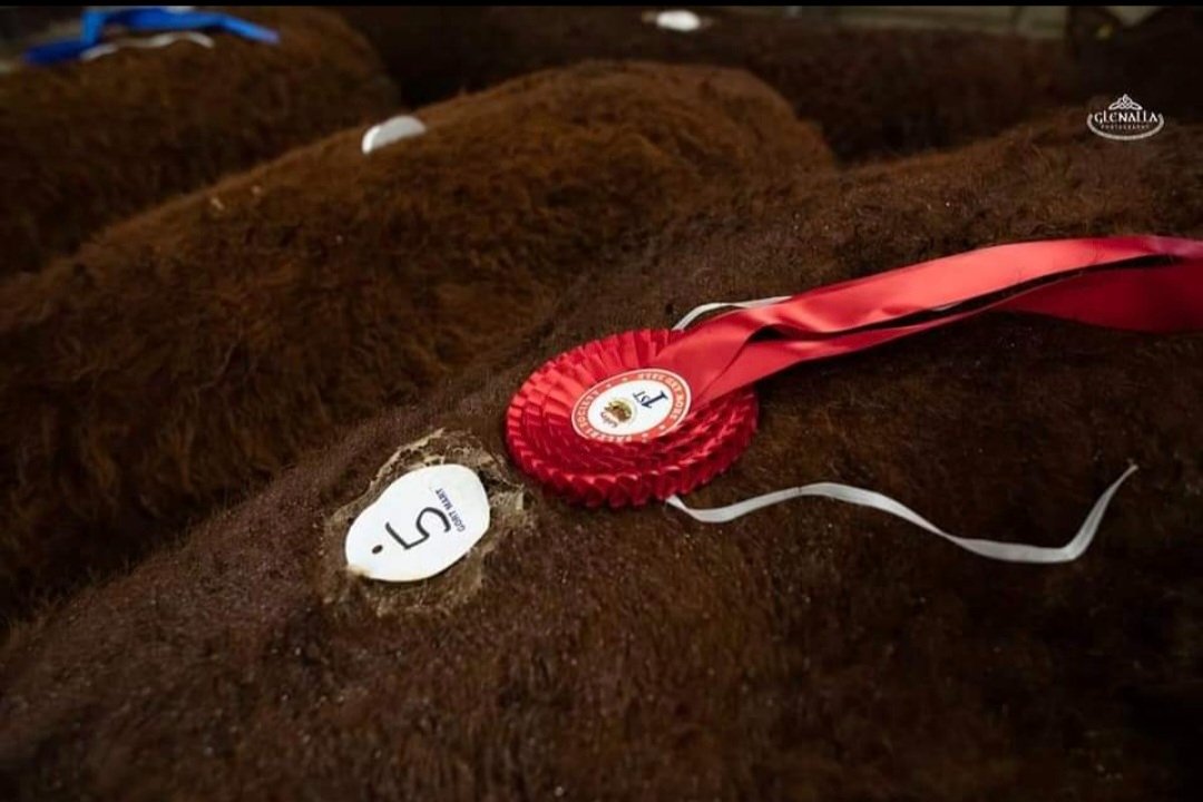 Salers Breeding Heifer Sale 

Date: Sat 19th October 
Venue: Gort Co Operative Mart Ltd 

Show 9.30am
Sale 11.30am 
LSL online bidding