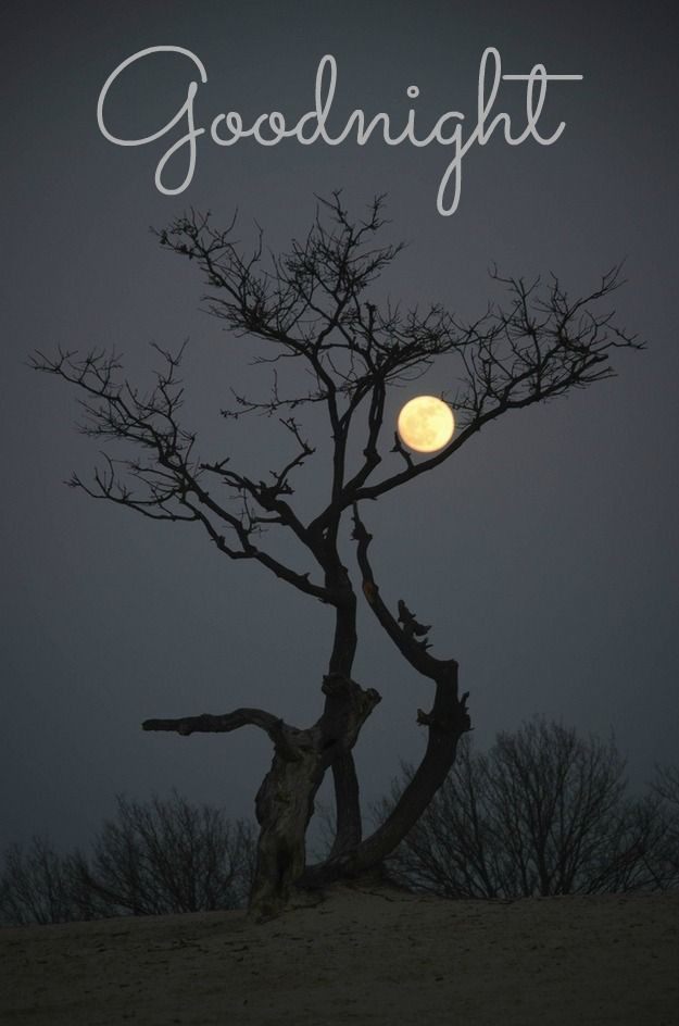 The Phoeni𝕏 tweet media