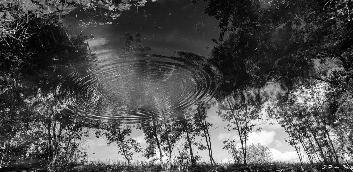 SoniaPavan3's tweet photo. "Calme les eaux de ton esprit, et l'univers et les étoiles seront reflétés dans ton âme." - Djalâl Al-Dîn Rûmi

Have a good day all tree people 😊

#NaturePhotography #NatureBeauty #TreeClub #TreeLovers #TreePhotography #ThePhotoHour #blackandwhitephotography #bnwphotography https://t.co/a0U7Pz14Ku